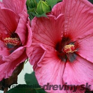 Ibištek sýrsky Duc de Brabant /ružovočervené kvety/ Hibiscus syriacus Duc de Brabant
