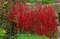 Imperata cylindrica Red Baron (Červený Barón) 30/40 cm, v črepníku 2l Imperata cylindrica Red Baron