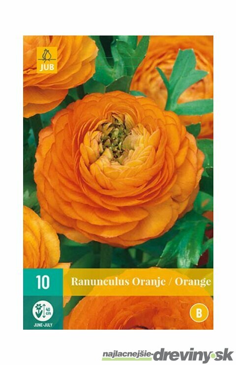 Iskerník oranžový, 10ks v balení RANUNCULUS ORANGE