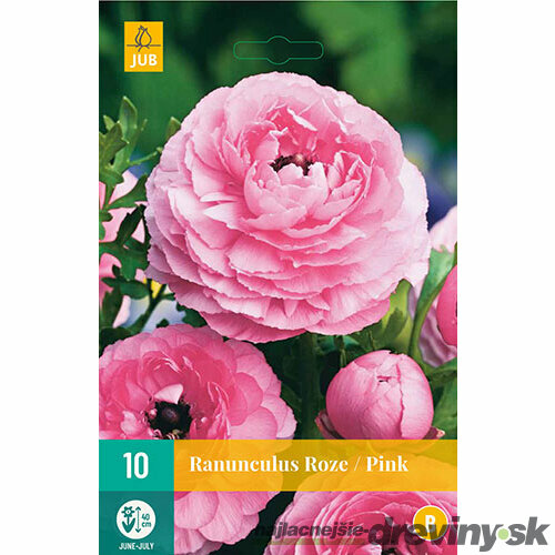 Iskerník ružový, 10ks v balení RANUNCULUS PINK