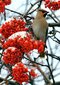Jarabina mukyňová Red Bird, na kmienku 140/160 cm, v črepníku Sorbus alnifolia Red Bird