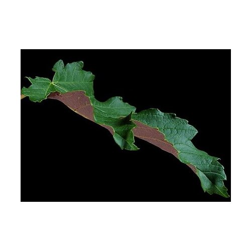 Javor Faassen´s Black mliečny, v črepníku 150/160 cm Acer platanoides Faassen´s Black