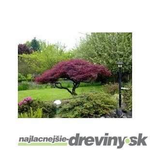 Javor japonský Crimsson Queen na kmienku - dáždnikový bonsai Solitér 90/100 cm, v črepníku 15l Acer Palmatum Crimson Queen