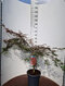 Javor japonský Garnet na kmienku - dáždnikový bonsai Solitér, výška 90/100 cm, v črepníku 15l Acer palmatum Garnet