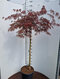 Javor japonský Inaba Shidare na kmienku 140/160 cm, dáždnikový SOLITÉR, v črepníku 18l Acer palmatum Inaba Shidare