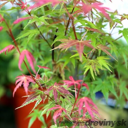 Javor japonský Phoenix 20/40 cm, v črepníku Acer palmatum Phoenix