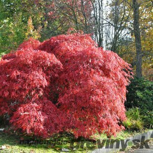 Javor japonský Royal Garnet, výška 20/40 cm, v črepníku Acer palmatum ‘Royal Garnet‘