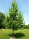 Javor poľný, výška 90/120 cm, v črepníku Acer campestre