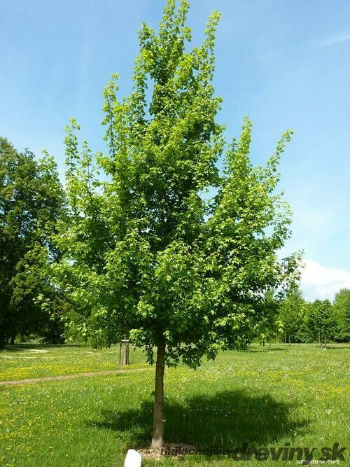 Javor poľný, výška 90/120 cm, v črepníku Acer campestre