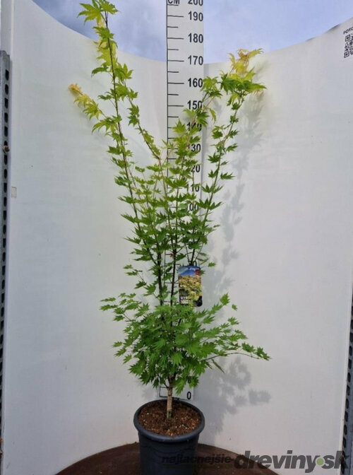 Javor shirasawanum Jordan, výška 120/140 cm, v črepníku 10l Acer shirasawanum Jordan