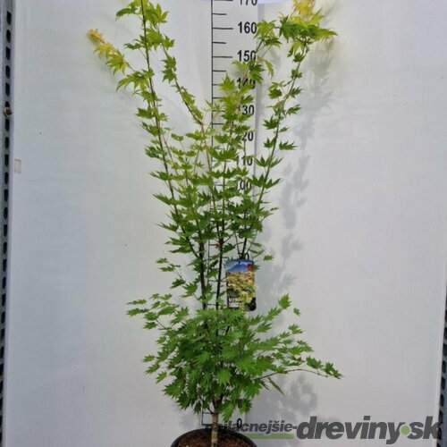 Javor shirasawanum Jordan, výška 120/140 cm, v črepníku 10l Acer shirasawanum Jordan
