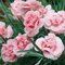 Klinček Pink Jewel, v črepníku P9 Dianthus Pink Jewel