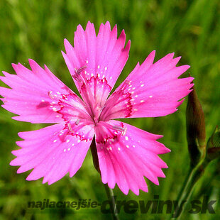 Klinček slzičkový, v črepníku P9 Dianthus deltoides