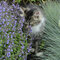 Kocúrnik Kit CAT (špecialitka), v črepníku Nepeta Faasenii Kit CAT