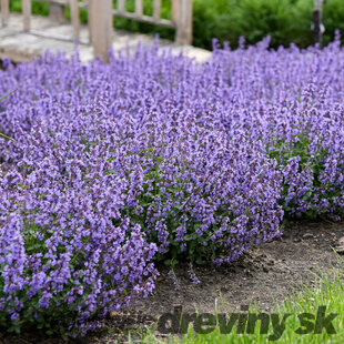 Kocúrnik záhradný ﻿GROG (špecialitka) 10/20 cm, v črepníku Nepeta Grog