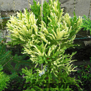 Kryptoméria japonská Vilmorin gold (Japonský céder) 25/30 cm, v črepníku Cryptomeria Japonica Green Pearl