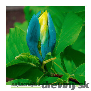 Magnólia Blue Opal 200/220 cm, v črepníku Magnolia Blue Opal