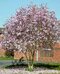 Magnolia ‘Leonard Messel, na kmienku 100 cm, v črepníku 10 l ‘Magnolia loebneri ‘Leonard Messel‘