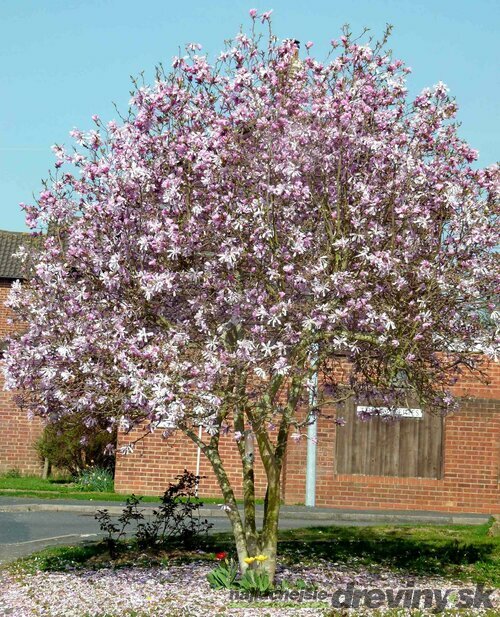 Magnolia ‘Leonard Messel, na kmienku 100 cm, v črepníku 10 l ‘Magnolia loebneri ‘Leonard Messel‘