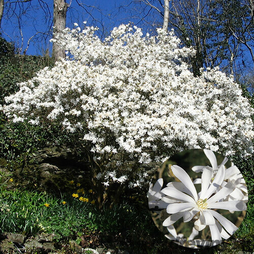 Magnólia Stelatta, na kmienku 100 cm, v črepníku 10 l Magnolia Stelatta