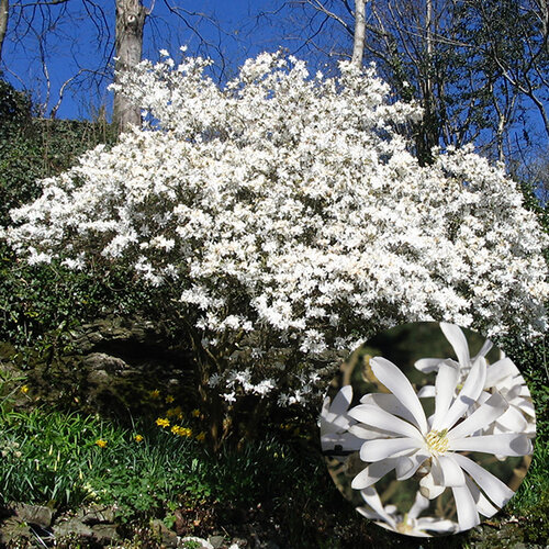 Magnólia Stelatta, na kmienku 100 cm, v črepníku 10 l Magnolia Stelatta