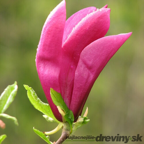 Magnólia Susan veľkokvetá 40/60 cm, v črepníku Magnolia Susan