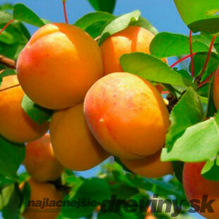 Marhuľa Early Orange v črepníku 10 l výška 180/200 cm, už rodiaca, podpník Alycza Prunus Armeniana Early Orange