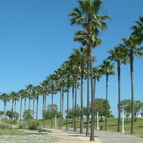 Mexická palma (Washingtonia Robusta), výška 50/70 cm, v kvetináči Washingtonia Robusta