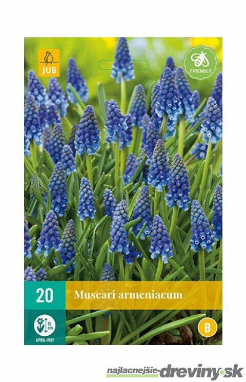 Modrica modrá, 20 ks v balení Muscari armeniacum
