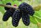 Moruša čierna štepená Black persian BIO, výška 40/60 cm, v črepníku Morus nigra Black persian