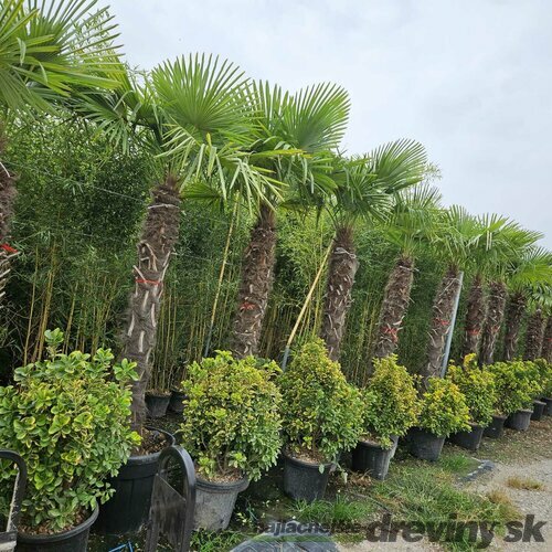 Mrazuvzdorná palma Chamaerops Excelsa (Trachycarpus Fortunei), na kmienku 160/180 cm, celková výška 220/260 cm, v črepníku 100l Trachycarpus fortunei