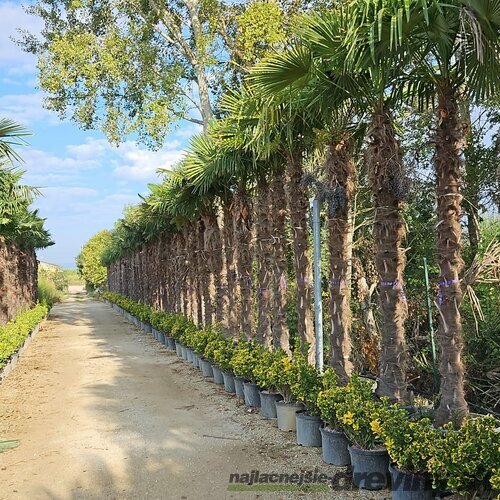 Mrazuvzdorná palma Chamaerops Excelsa (Trachycarpus Fortunei), na kmienku 230/250 cm, celková výška 300/+ cm, v črepníku 130l Trachycarpus fortunei