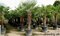 Mrazuvzdorná palma výška kmienka 120/130 cm, celková výška 200/250 cm, v črepníku Trachycarpus fortunei