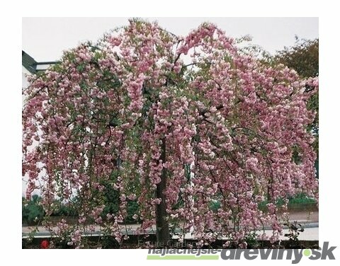 Okrasná čerešňa japonská Kiku Shidare / sakura /, výška 150/170 cm, v črepníku Prunus serrulata Kiku Shidare Sakura