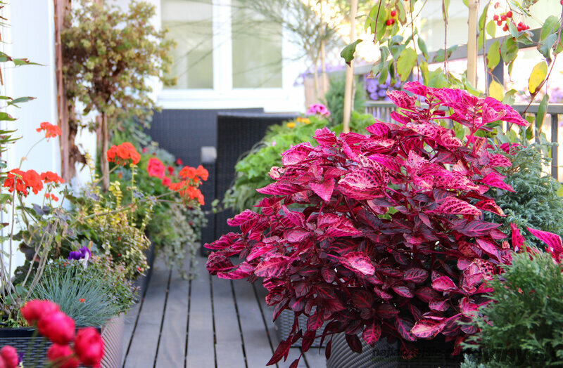 Okrasné rastliny a dreviny v kvetináčoch na balkón alebo do zárhady