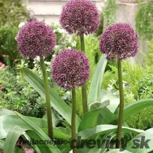 Okrasný cesnak Purple Sensation 25/30 cm, v črepníku Allium