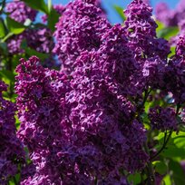 Orgován ‘Bloomerang Dark Purple‘ - kvitne 2 x v roku, výška 40/60 cm, v črepníiku 2l Syringa ‘Bloomerang Dark Purple‘