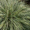 Ostrica brunnea ‘Variegata‘, výška 30/40 cm, v črepníku 2l Carex brunnea ‘Variegata‘