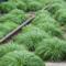 Ostrica ‘Irish Green‘, výška 40/50 cm, v črepníku Carex foliosissima ‘Irish Green‘