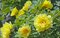 Pivonka krovitá - drevitá Yellow Variety, výška 20/30 cm, v črepníku Paeonia suffruticosa