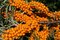 Rakytník samoopelivý Friesdorfer Orange, výška 20/50 cm, v črepníku 3l Hippophae rhamnoides