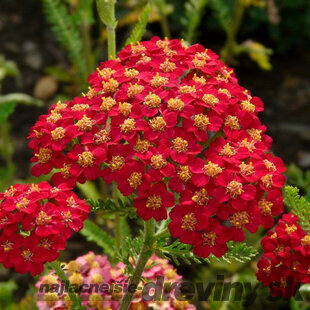 Rebríček obyčajný - Myší chvost, výška 30/40 cm, v črepníku Achillea millefolium