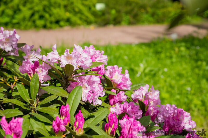Rododendron: Pôvabne kvitnúci krík pre váš letný raj