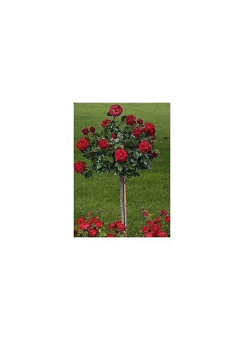 Ruža červená na kmienku 90/110cm, v črepníku Rosa