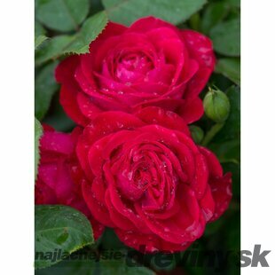 Ruža DOMINICA DENSIFLORA ‘Intercomdoor‘, na kmienku 100/120 cm, v črepníku 7l Rosa DOMINICA DENSIFLORA ‘Intercomdoor‘