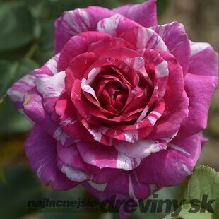 Ruža FIZZY LADY ® Weknewibysbip na kmienku 100/120 cm, v črepníku 7l Rosa FIZZY LADY ® Weknewibysbip