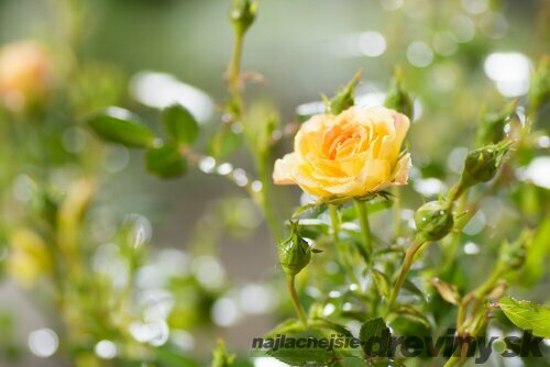 Ruža mini Fairy Yellow, v črepníku Rosa Floribunda mini fairy yellow