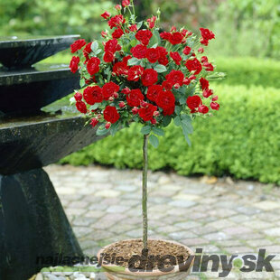 Ruža na kmienku Ingrid Bergmann , v črepníku 90/110cm Rosa
