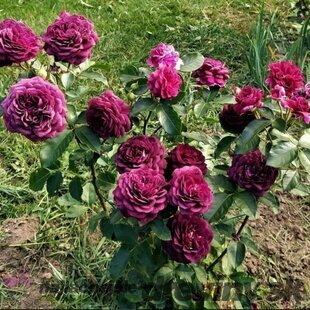 Ruža PURPLE EDEN ‘Weksmopur‘, výška 100/120 cm, v črepníku 7l Rosa PURPLE EDEN ‘Weksmopur‘