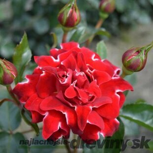 Ruža RED RUFFLES na kmienku 100/120 cm, v črepníku 7l Rosa RED RUFFLES